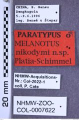 Etikette zu Melanotus nikodymi (Platia & Schimmel, 2001) (NHMW-ZOO-COL-0007622)